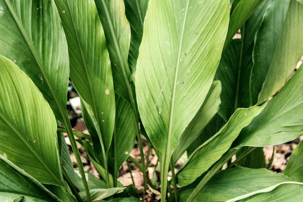 Leaf vein