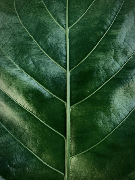 Leaf veins