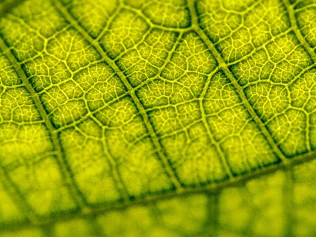 Leaf veins