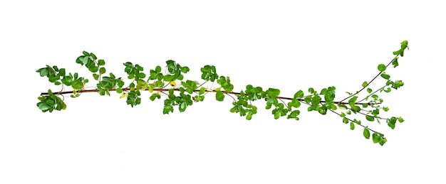 Leaf vine isolates on a white background