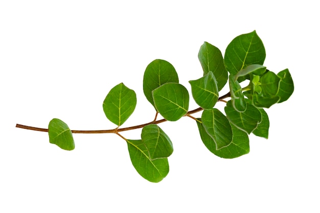 Leaf vine isolates on a white background