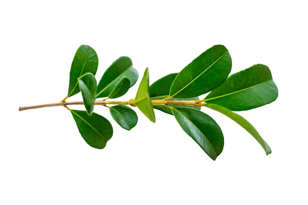 Leaf vine isolates on a white background