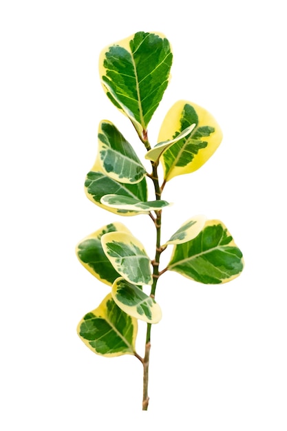 Leaf vine isolates on a white background