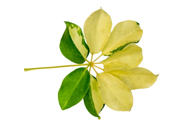 Leaf vine isolates on a white background