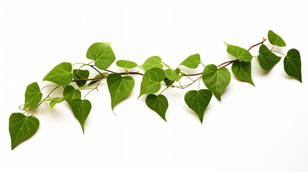 Photo leaf vine on white background