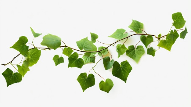 Photo leaf vine on white background