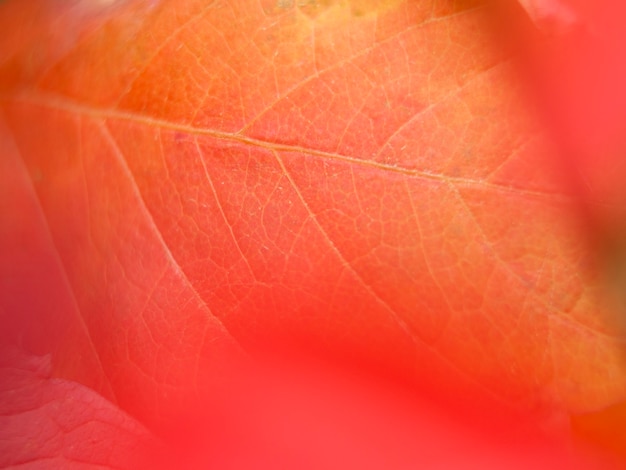 강렬한 색상이 있는 전경의 잎 벽지, 보케 주황색 및 빨간색 배경을 닫습니다.