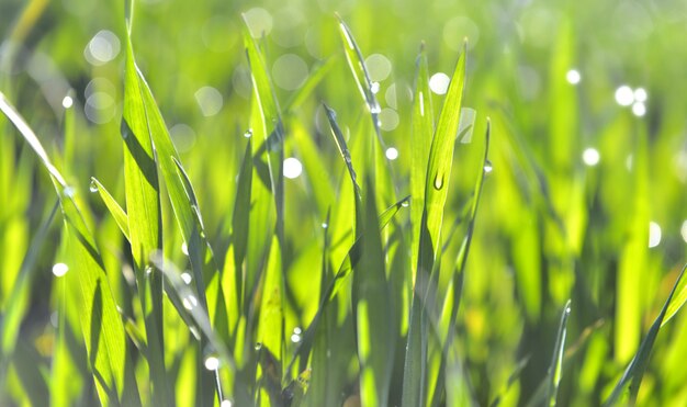 Foglia di grano coperto di rugiada