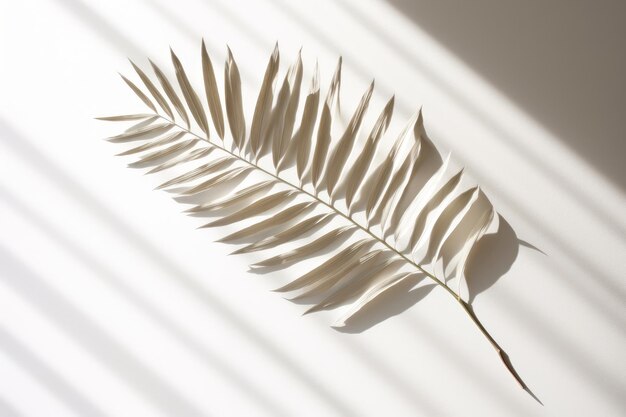 A leaf on a white background with the sun shining through the blinds.