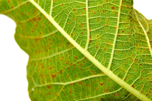 Photo leaf on white background