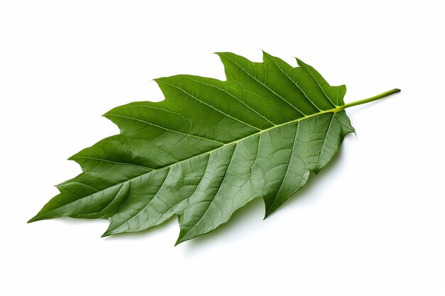 Photo a leaf on a white background