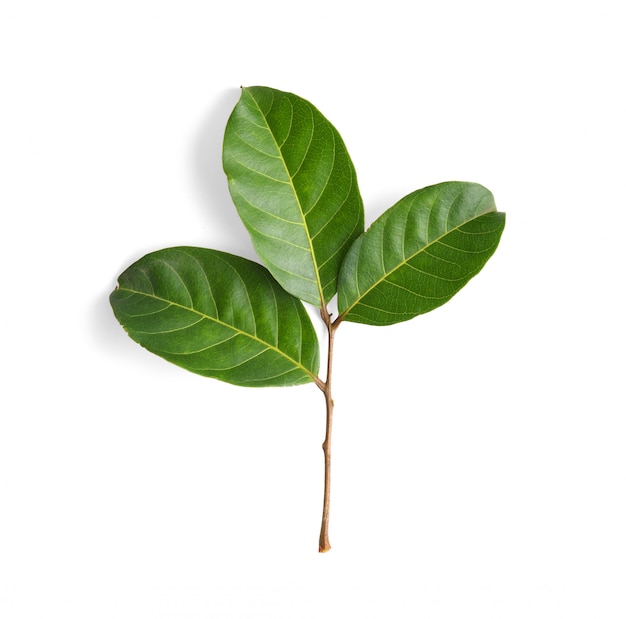 Leaf on white space