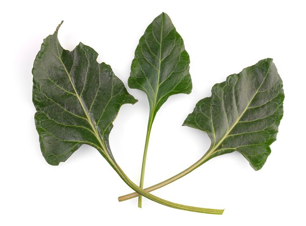 Photo leaf wild chard (beta vulga vulgaris l. ssp maritima) on white background