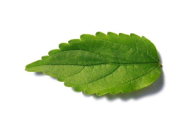 Leaf With Clipping Path