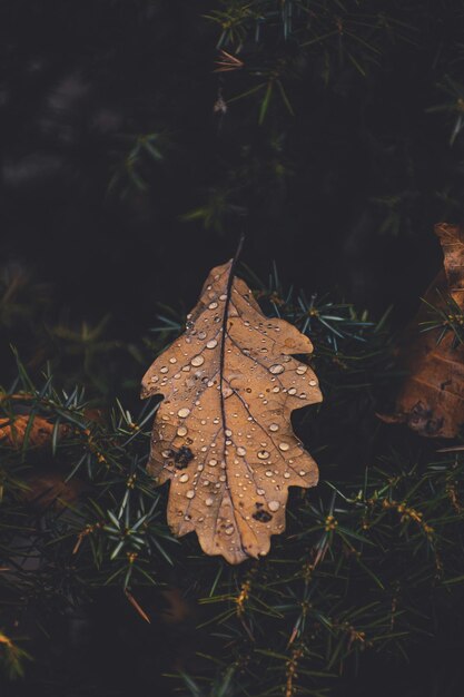 a leaf with drops of water on it is on the ground