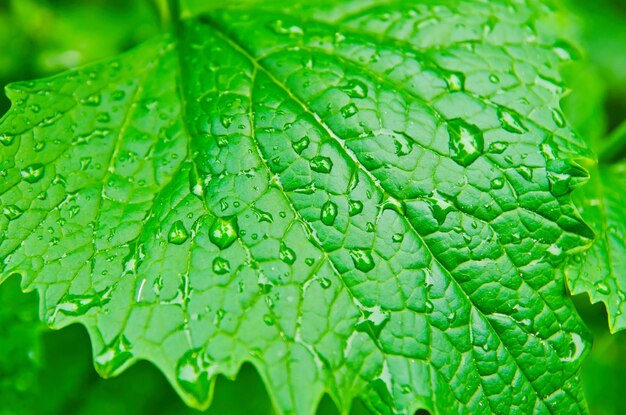 Leaf with drops