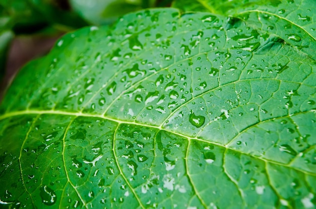 Leaf with drops