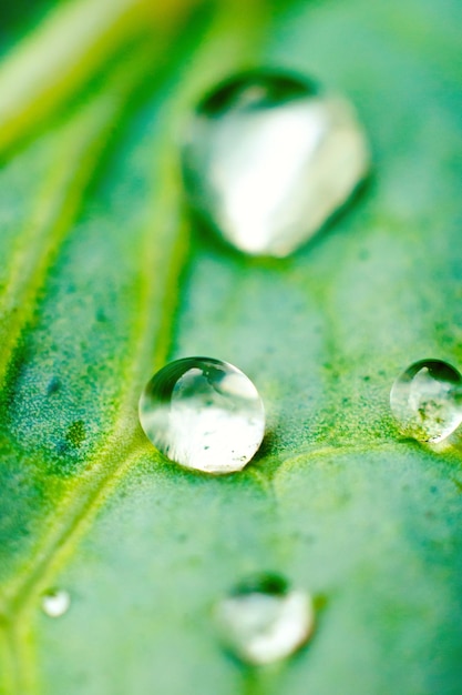 Leaf with drops