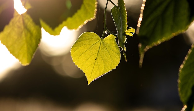 Foto foglia con una mosca