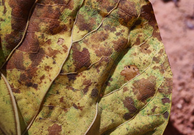 A leaf with a green and brown pattern and the word " leaf " on it.