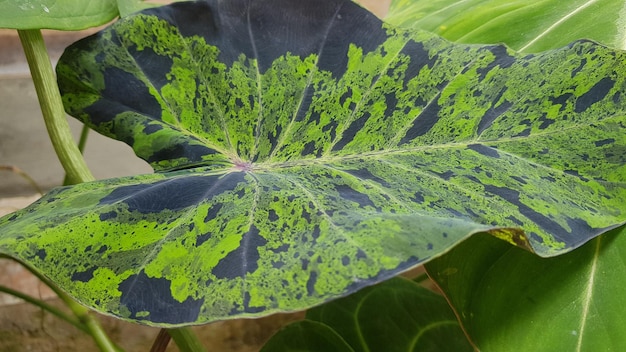 A leaf with green and yellow markings that say'green '