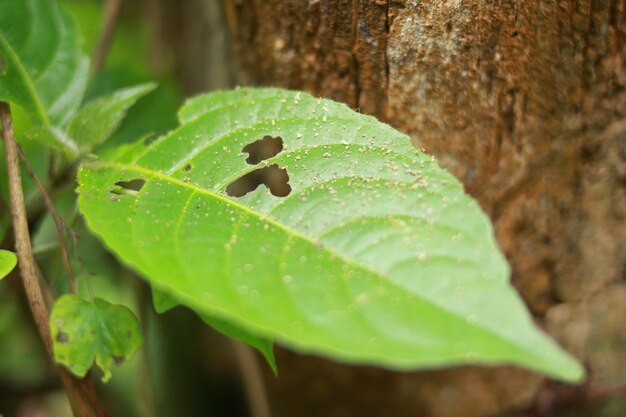 A leaf with a hole in it