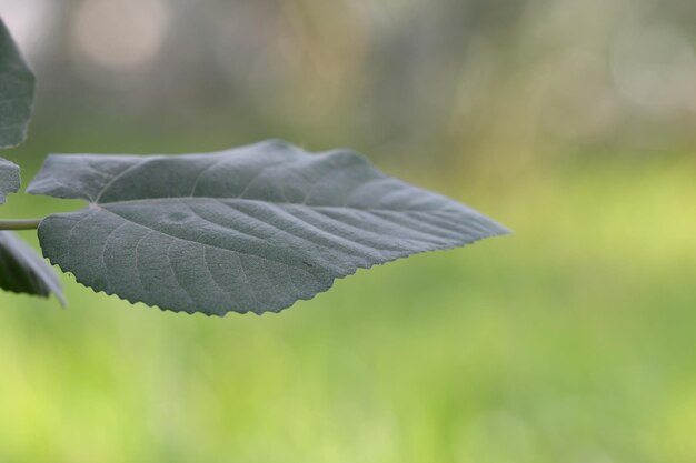 Лист со светло-зеленым фоном и надписью leaf на нем