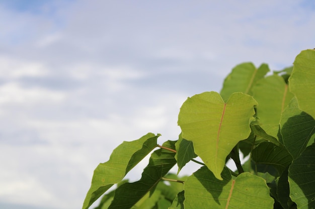 Leaf with sky background