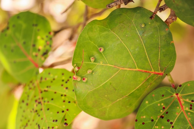 A leaf with small spots on it and the word " b " on it.