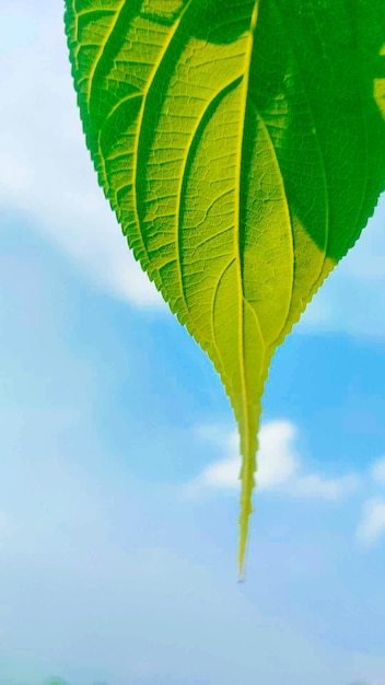 A leaf with the sun shining on it