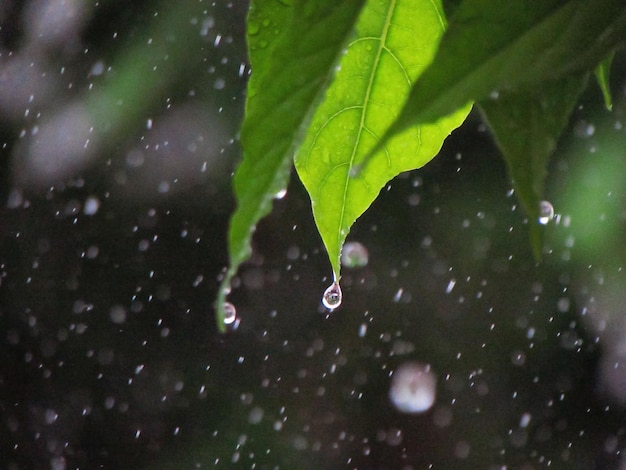 A leaf with water droplets on it