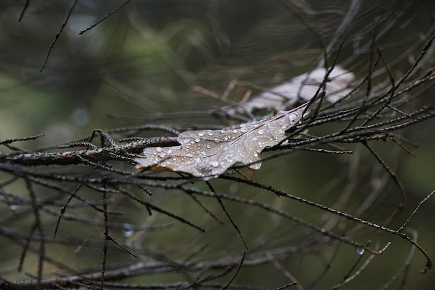 Leaf with water drops in the autumn forest in denmark