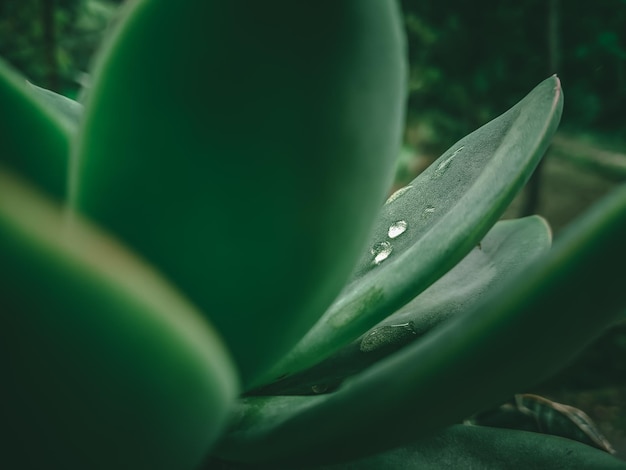 Лист с каплями воды на нем и зеленое растение со словом «вода».