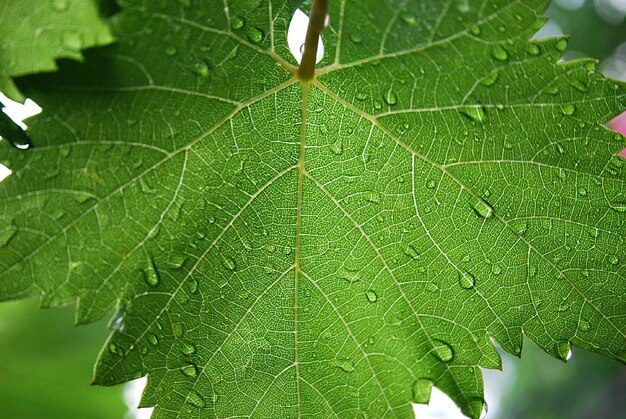 Photo a leaf with water drops on it is shown with the word 