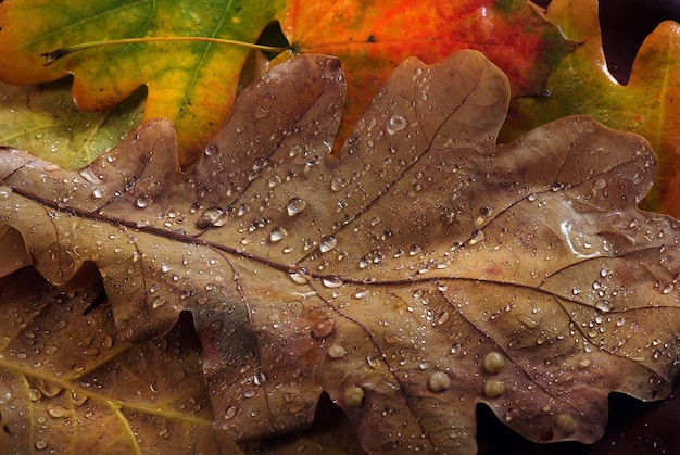 a leaf with water drops on it