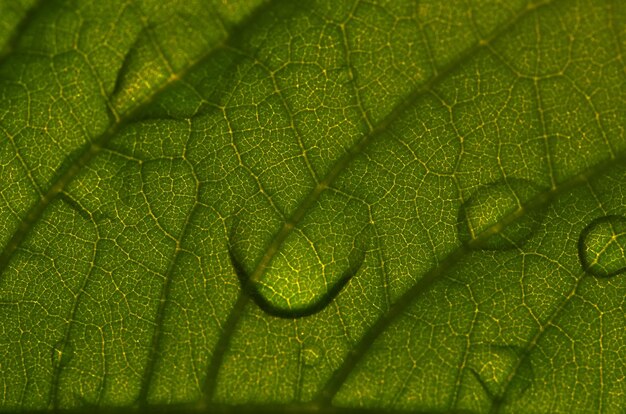 A leaf with water drops on it