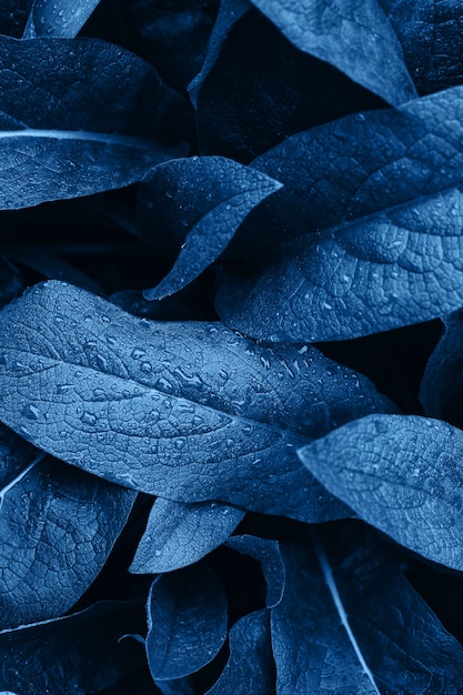 Foto foglia con gocce d'acqua. tessuto astratto blu.