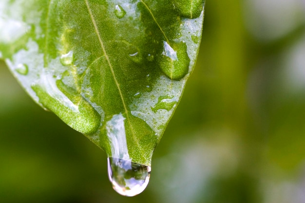 Leaf with water drops