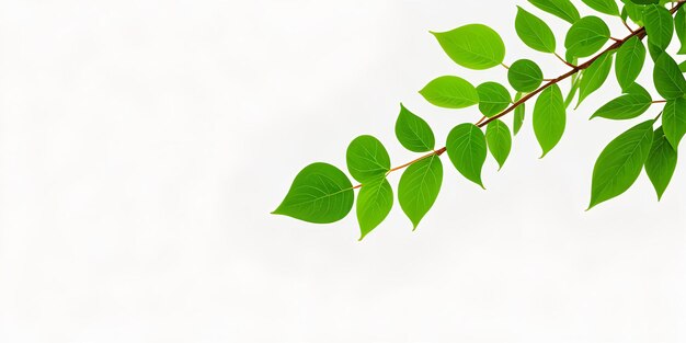 Photo leaf with white background