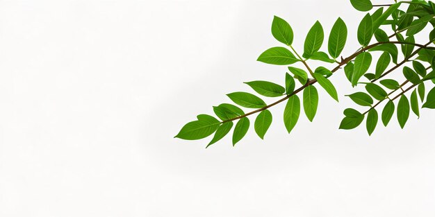 Photo leaf with white background