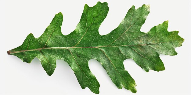 Photo a leaf with the word oak on it