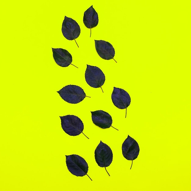 Photo leaf on yellow background. flat lay minimal art