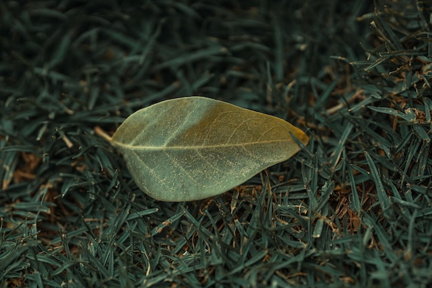 Photo a leaf