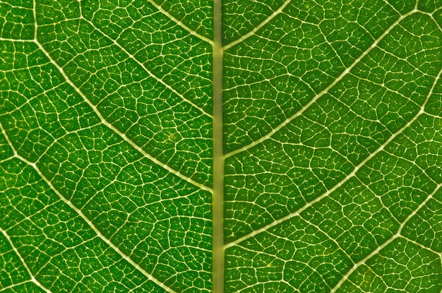 Leaf