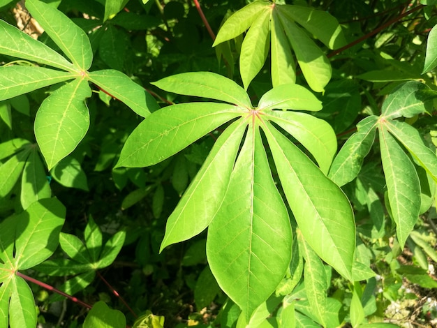 Photo leaf