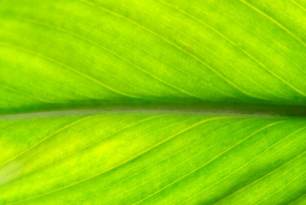 Leaf