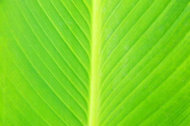 Leaf