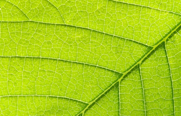 Leaf