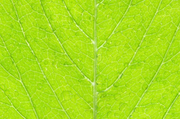 Leaf