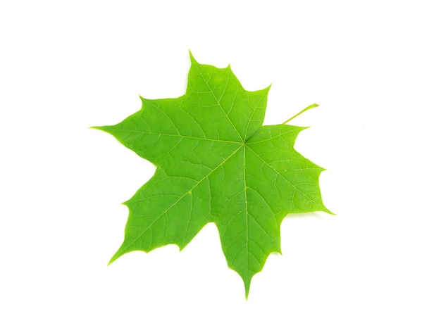 Leaf